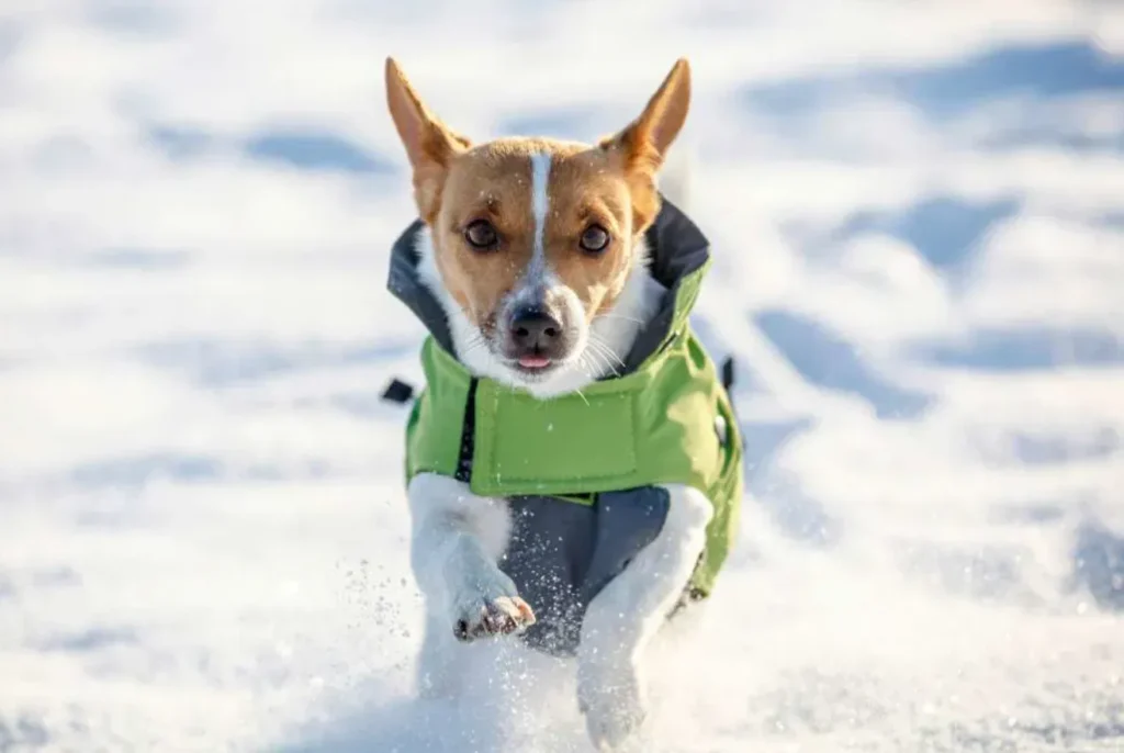 Seasons of Love The Ultimate Guide to Dog Coats for Winter